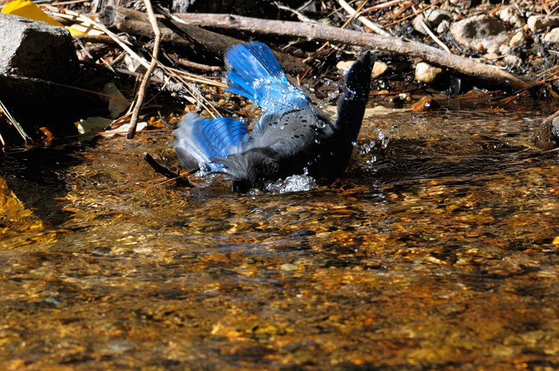 Blue Jay up side down in the water