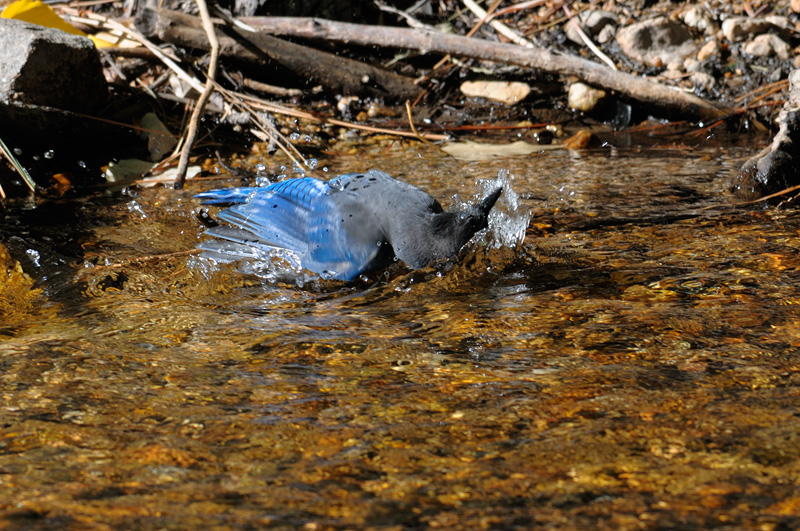 Wild blue jay splashing in a Sierra stream