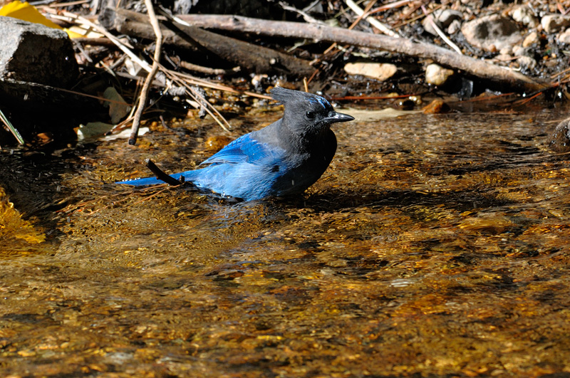 Clean and happy blue jay