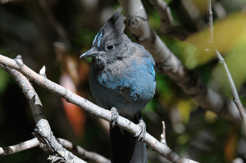 Mountain Blue Jay close up