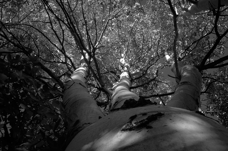aspen tree split with three trunks
