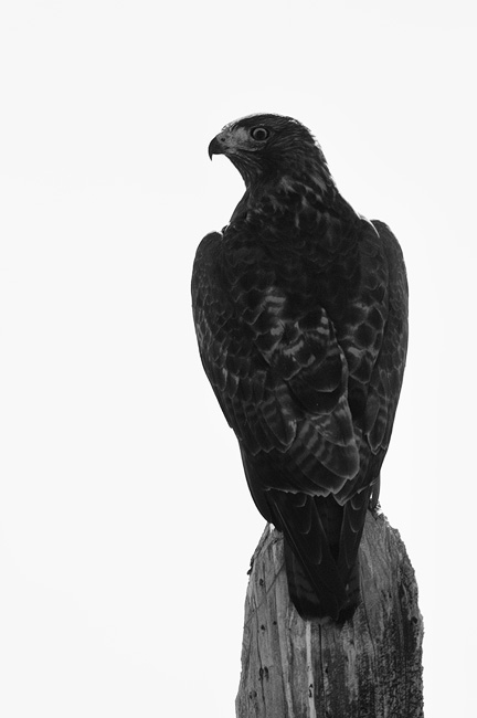 hawk on a fence post