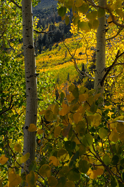 California Aspens in fall color
