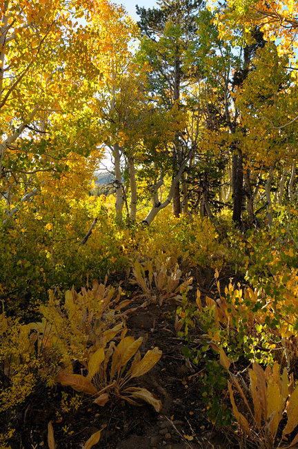 Sierra corn lilies, aspen and pine