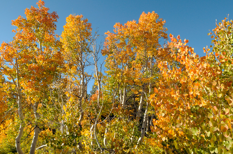 California aspen trees in fall colors