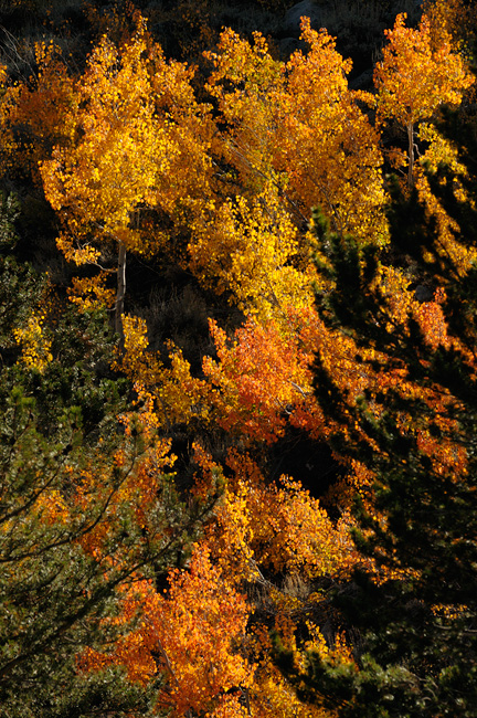 Fiery colored fall aspen leaves