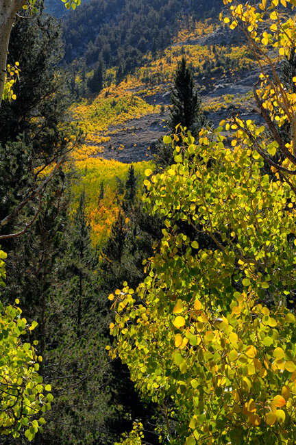 Green aspen leaves