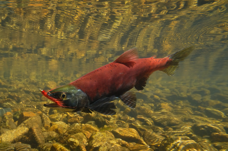 Fly hooked Kokanee salmon on the line