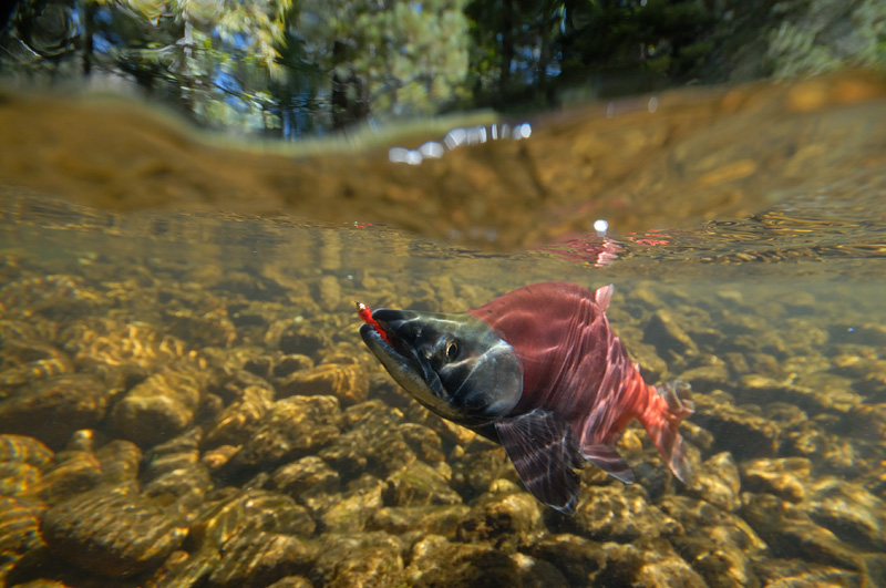 Large male humpback Kokanee on the line