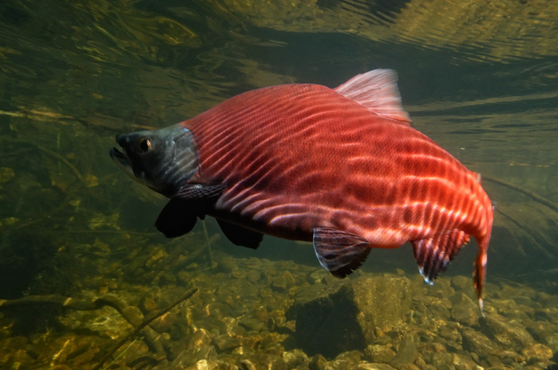 Large Kokanee underwater glowing in fall sunlight