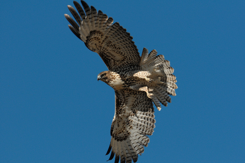 red-tailed hawk in flight overhead