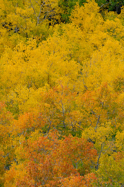 California Sierra fall color
