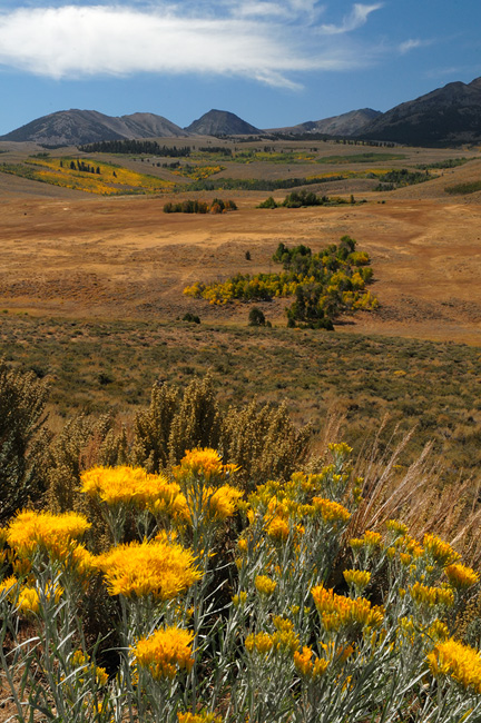 Eastern Sierra fall color view