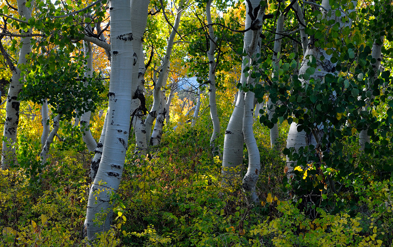 Aspen grove changing from green summer color to fall splendor 