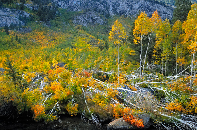 Fall colored aspen trees knocked down in an avalanche last winter 