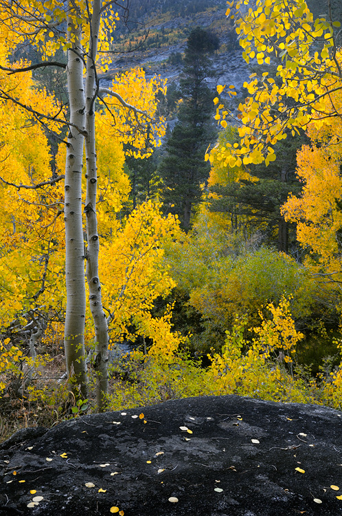 Freshly fallen leaves on a beautiful black rock