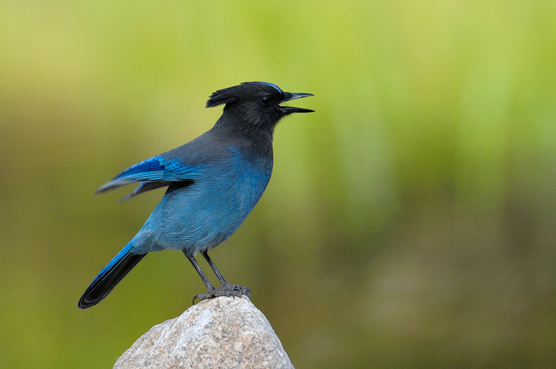 Blue Jay singing