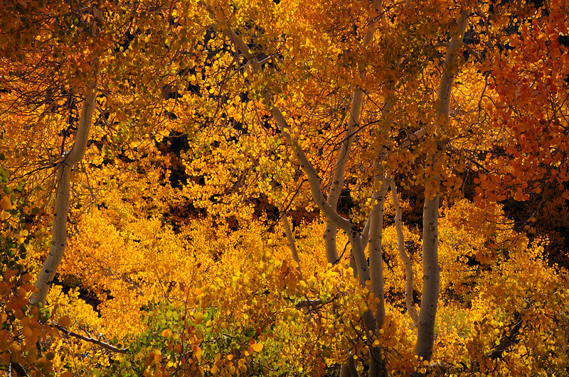 Brilliant orange California fall aspen foliage