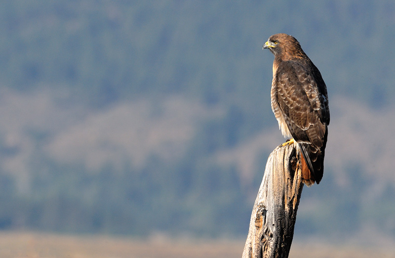 Red-tailed hawk scanning for prey 