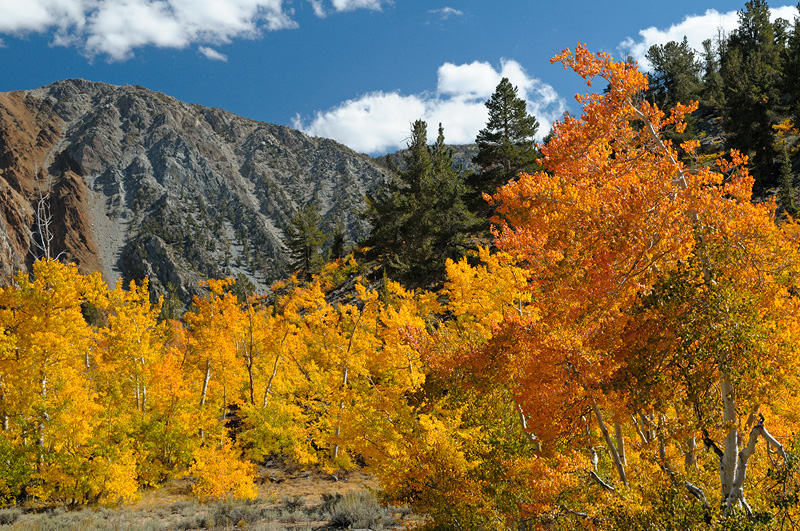 Eastern Sierra mountain view aspens displaying their fall colors