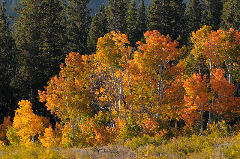 High altitude aspen trees glowing with life