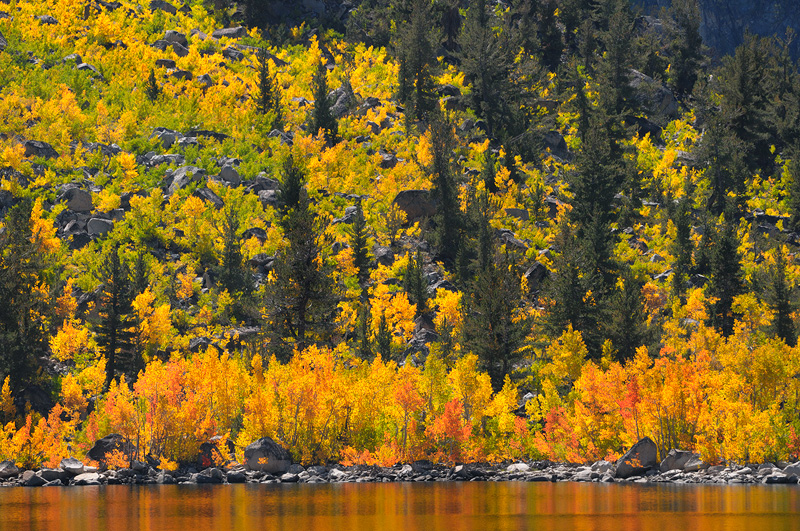Amazingly beautiful Eastern Sierra aspen trees in full fall foliage glory