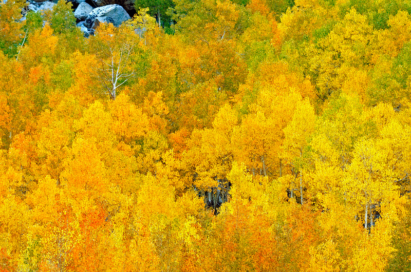 Spectacular California Fall Foliage is beautiful and awe inspiring 