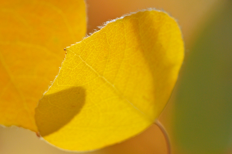 macro aspen leaf