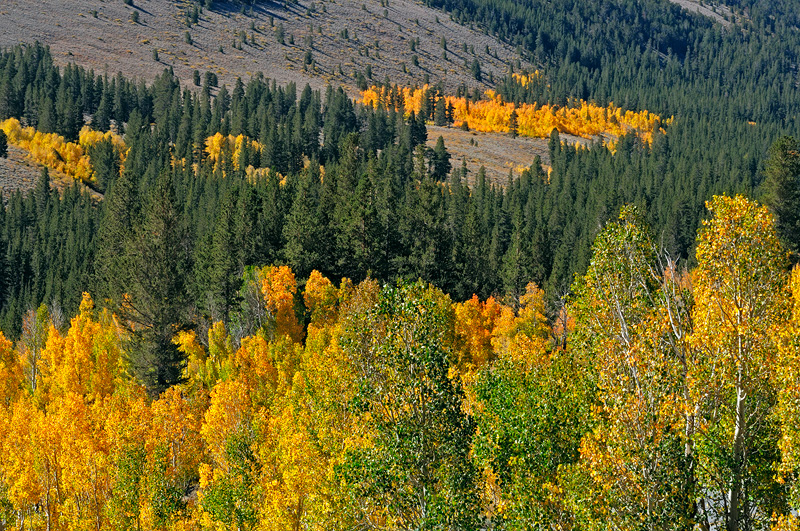 quaking autumn aspens