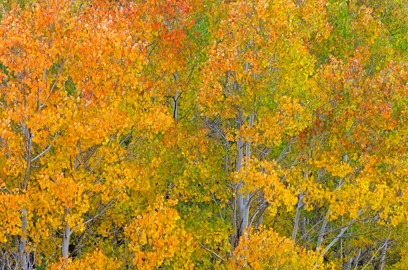 Row of aspen trees with beautiful colored leaves standing tall and proud 