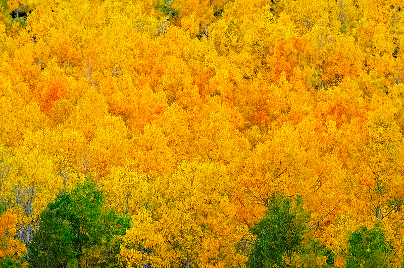 Amazingly beautiful grove of aspen trees in various stages of fall color development