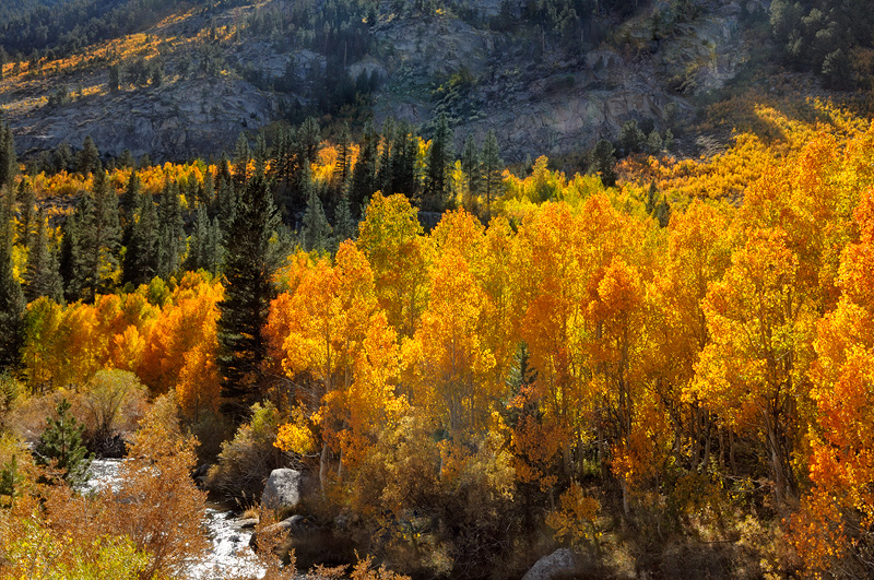 Sierra bishop Creek fall foliage colors