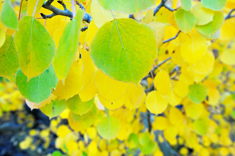 Cascading aspen leaves changing from green to yellow 