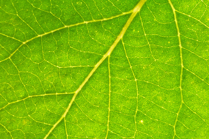 Macro photo green aspen leaf
