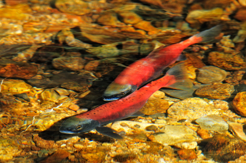 Pair of kokanee salmon preparing to spawn