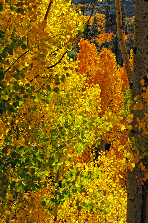 multi colored aspen trees