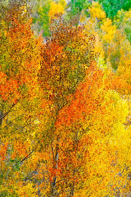 Aspen trees just past their prime fall coloring and starting to turn brown at the edges 