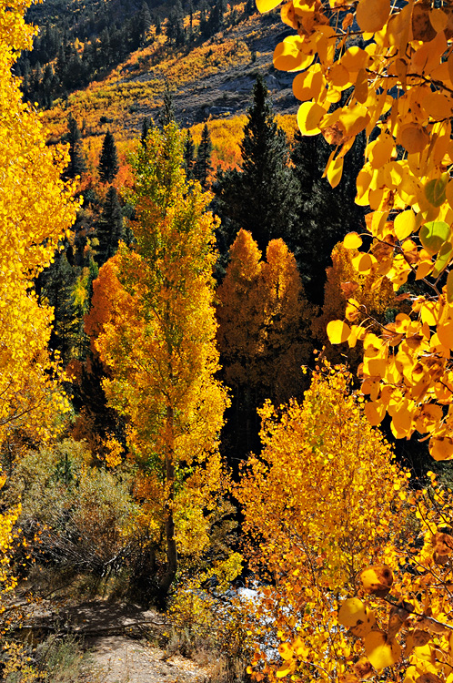 backlit streamside aspen tress glowing in afternoon sunlight