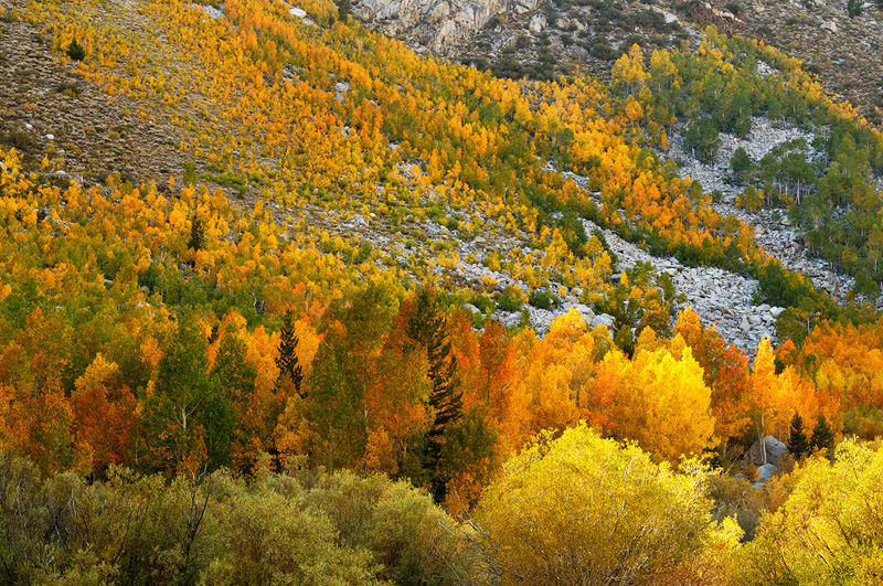 beautiful grove of fall aspen trees kissed by the sun