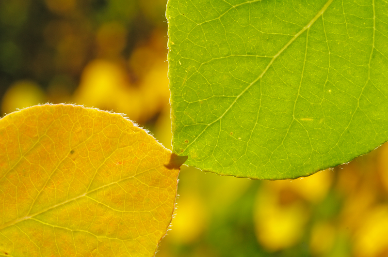 Nice pair of leaves