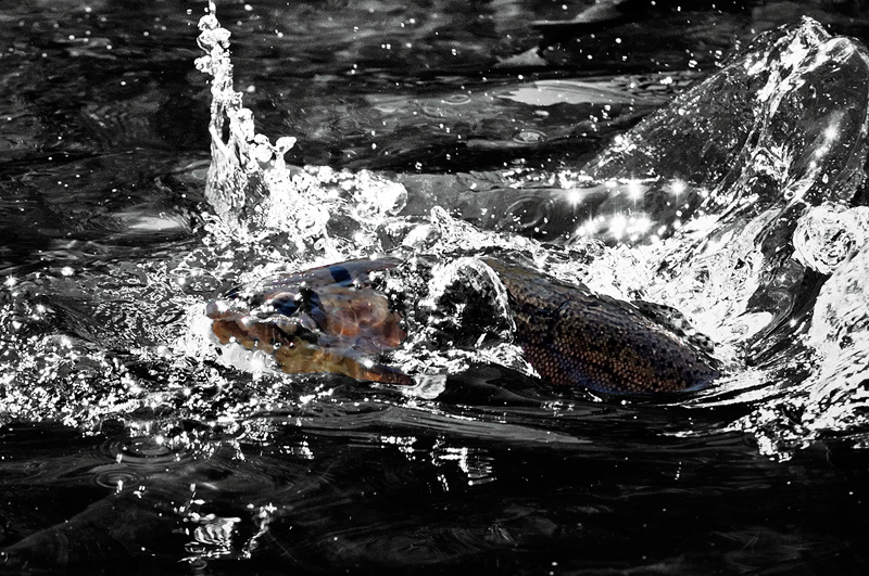 rainbow trout jumping 