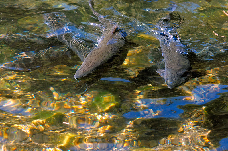 Rainbow trout