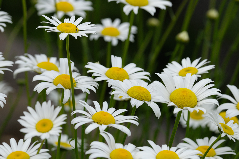 A bunch of wild white Daisies