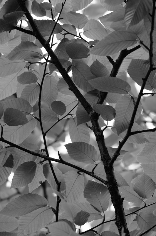 Black and White photo of tree foliage
