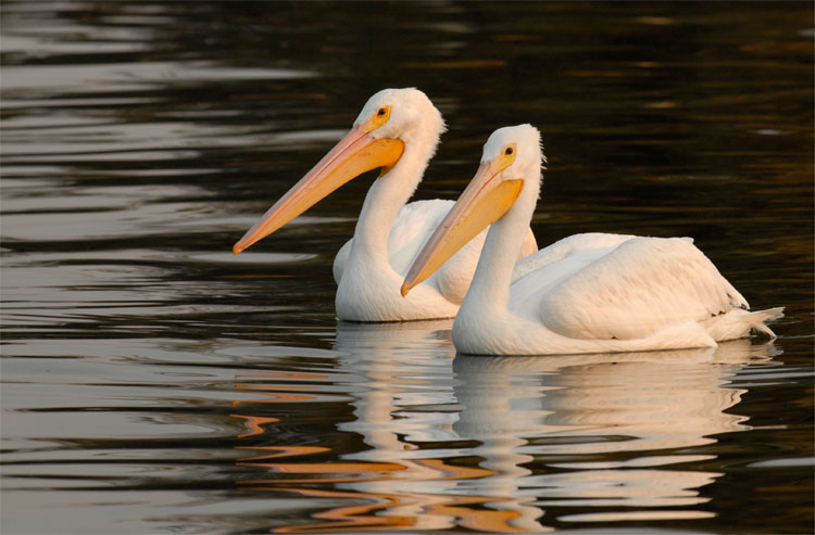 Pair of beautiful white pelicans at sunset
