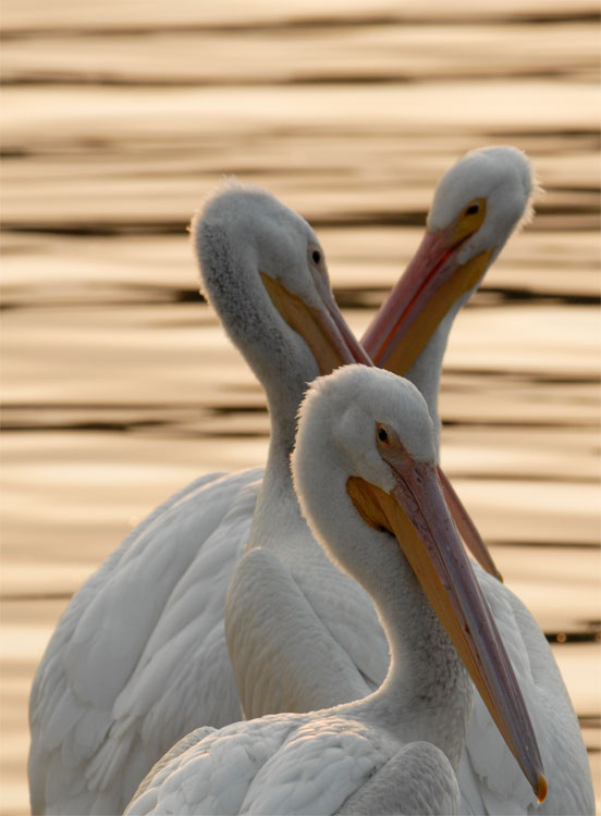 Three pelicans preening at sunset