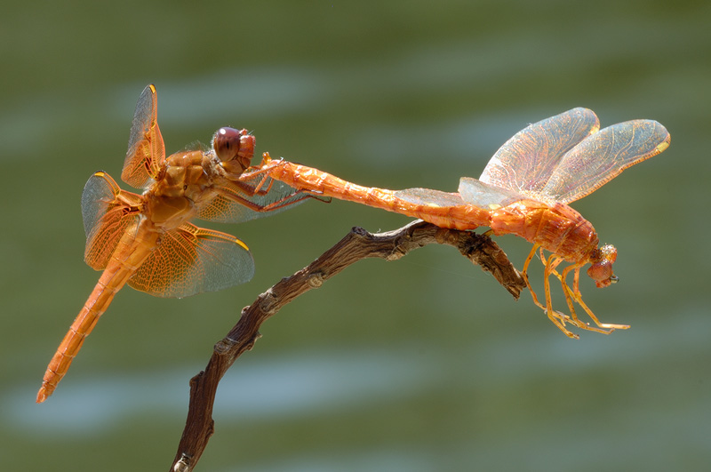 living dragonfly interacting with a realistic replica