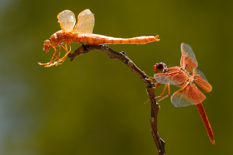 pair of orange dragonflies