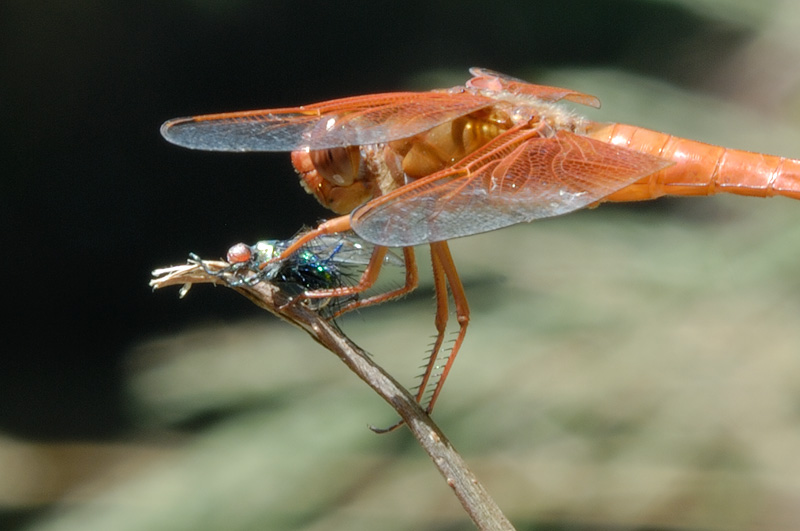 macro orange Flame Skimmer (Libellula saturata) dragonfly photo