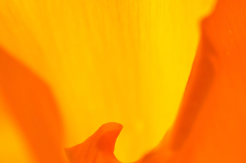 poppy petals close up macro picture